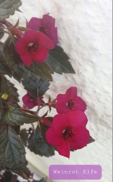 Weinrot Elfe - Ceilalti