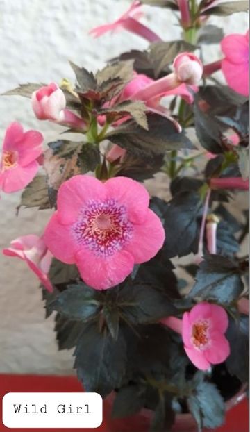 Wild Girl - Ceilalti