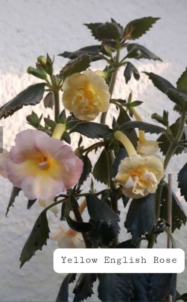 Yellow English Rose - Ceilalti
