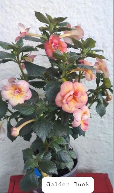 Golden Buck - Ceilalti