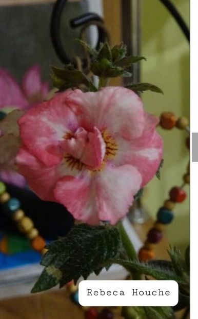 Rebeca Houche - Ceilalti