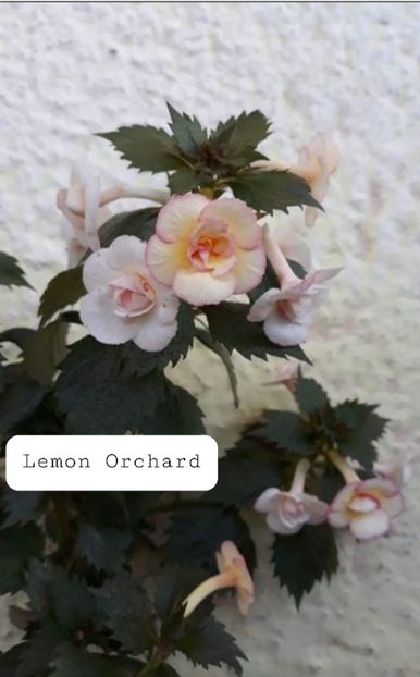 Lemon Orchard - Ceilalti