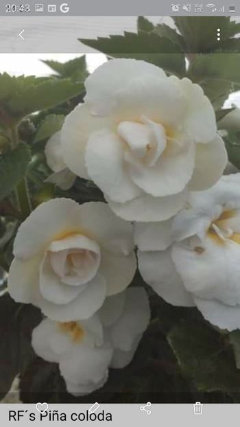 RF s Pina Colada - poza preluata - Ceilalti