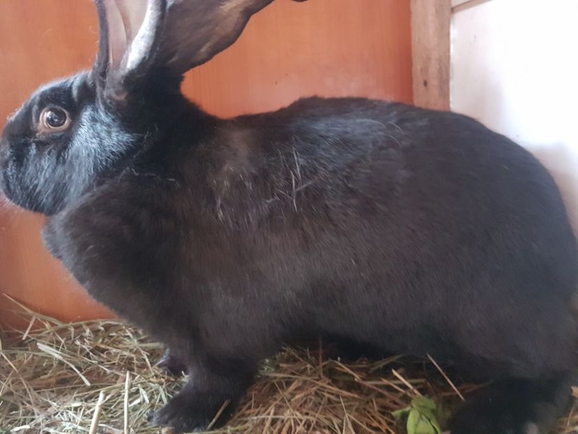 Femela mai 2022 - IEPURI