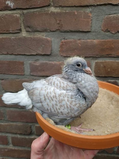  - Nu îmi aparțin 5