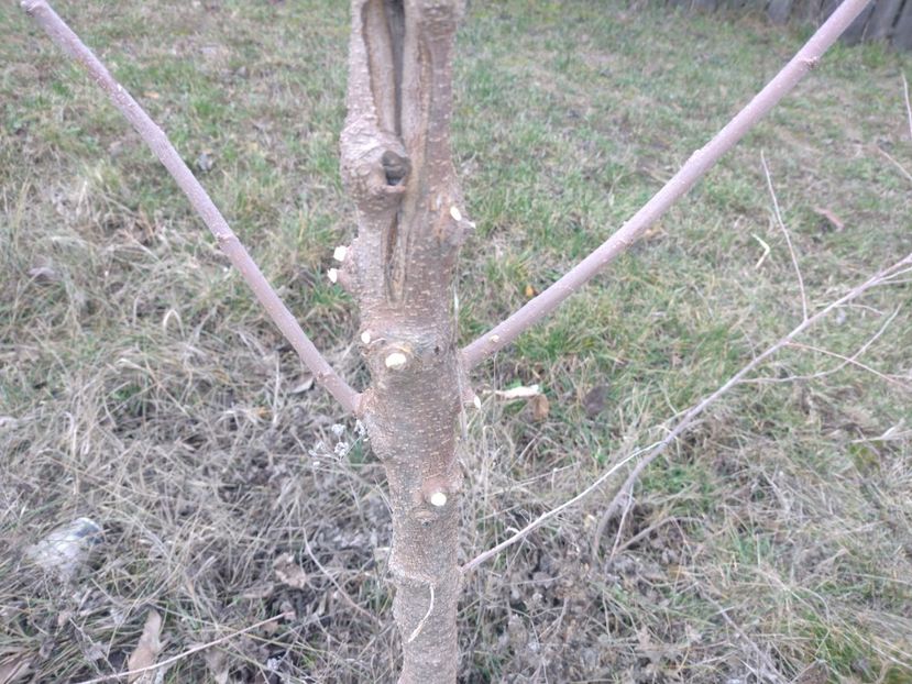 Aici vor fi două oculații pe fiecare lăstar subțire - Altoire la dud 2023