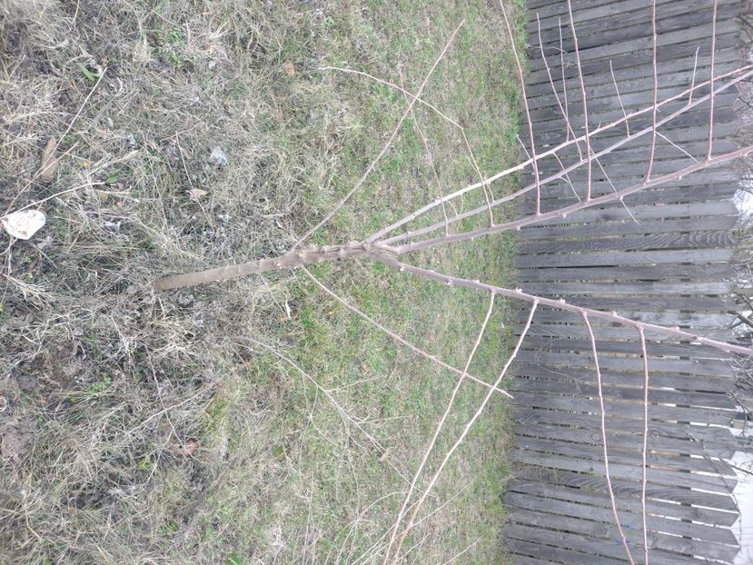  - Altoire la dud 2023