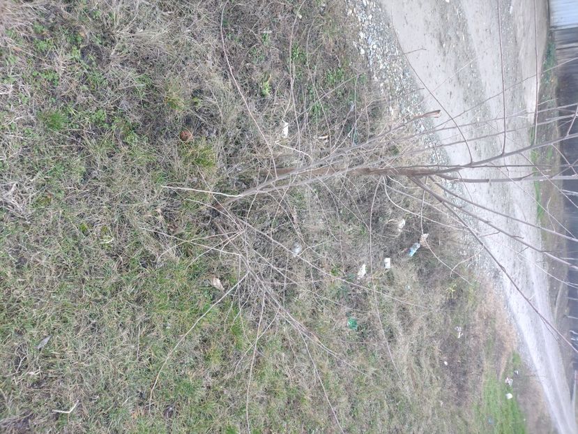 Aici creștere naturală fără tăieri de formare - Altoire la dud 2023