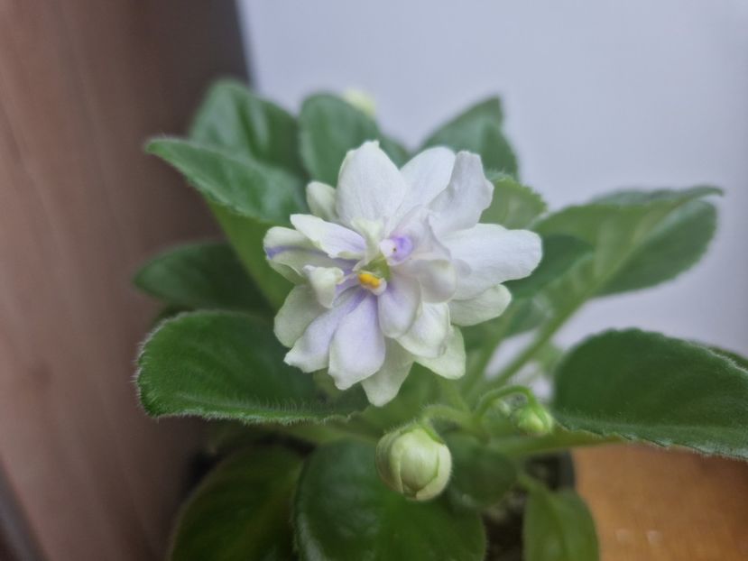 23 ianuarie 2023 - N - Snezhnyi Georgin STANDARD