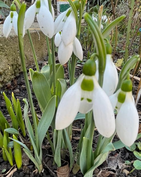 DC0EE826-4C2D-4F56-AE39-07C203800FEB - Ianuarie -Februarie 2023
