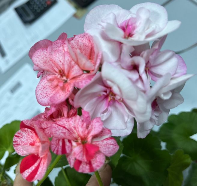 EF9B06B0-223E-4222-BA6A-5F035D9AC576 - Ianuarie -Februarie 2023