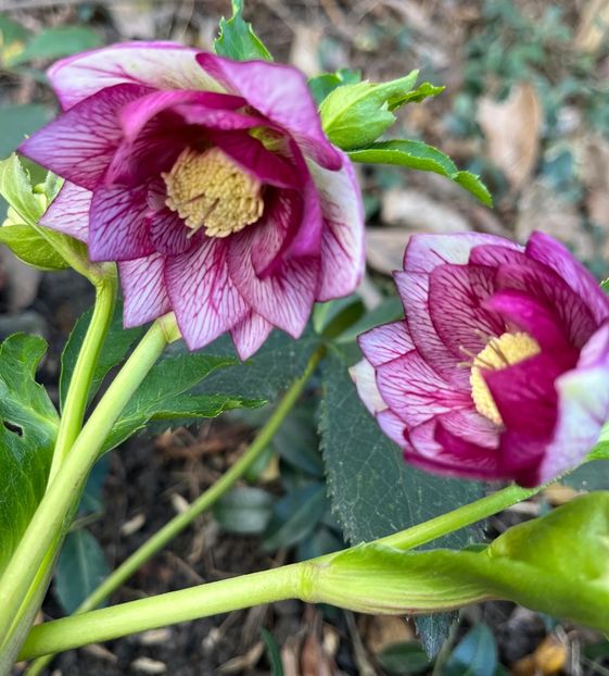 2AE3C051-39EC-49F8-81F2-F7A1CB584E25 - Ianuarie -Februarie 2023