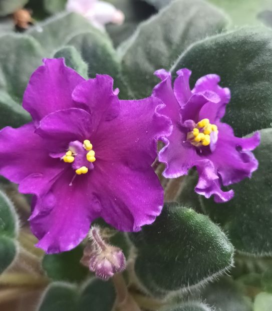  - EK Magnitania Anomalia