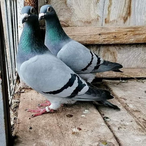  - Nu îmi aparțin 5