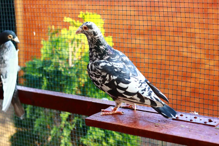 Mascul Stipper pe negru RO-2020 - Almond si Stipper