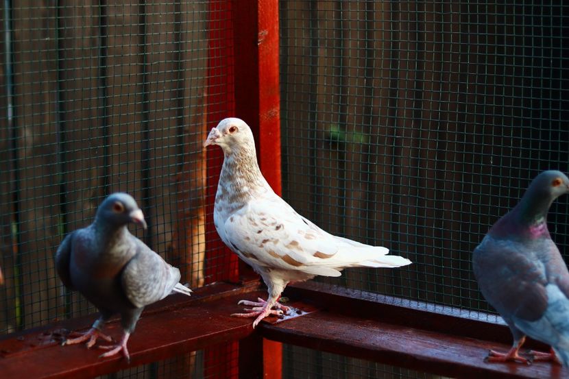 Femela Stippera pe Khaki DV-2017 - Almond si Stipper