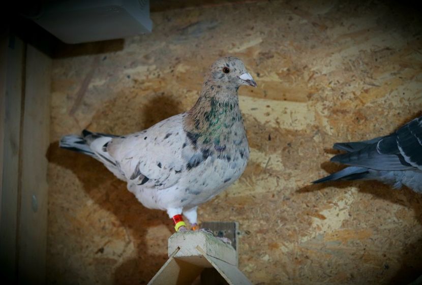 Mascul Almond RO-2022 fiu din Almond zburat 600 km - Almond si Stipper