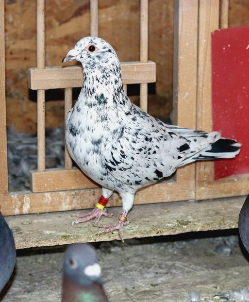 Mascul Stipper pe negru hetero Reduced RO-2022 - Almond si Stipper