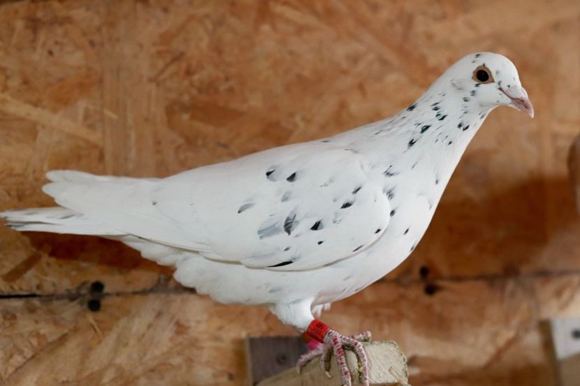 Femela Stippera RO-2022 - Almond si Stipper