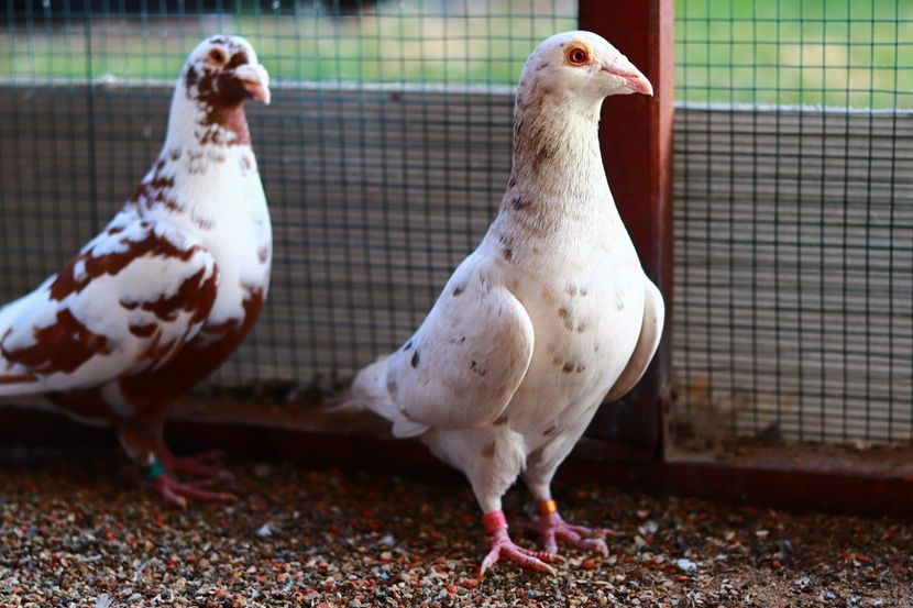 Mascul Almond Brown RO-2020 - Almond si Stipper