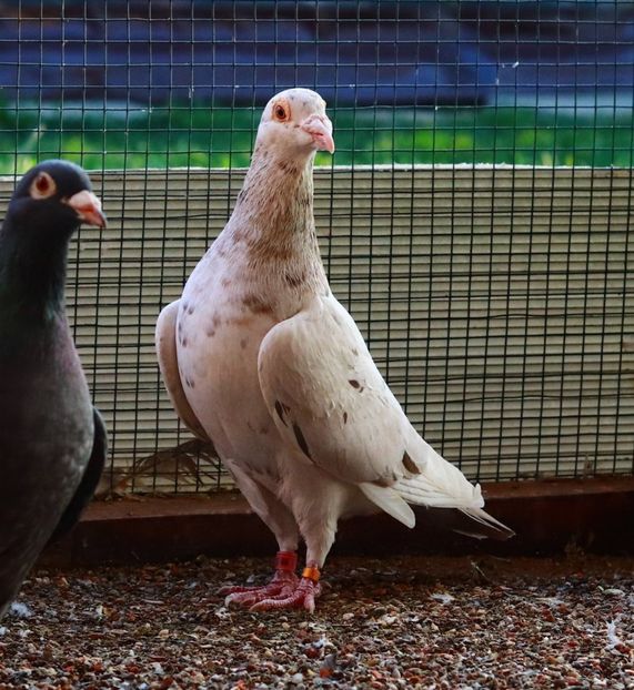 Mascul Almond Brown RO-2020 - Almond si Stipper