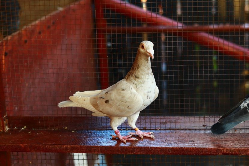 Mascul Almond Brown RO-2020 - Almond si Stipper