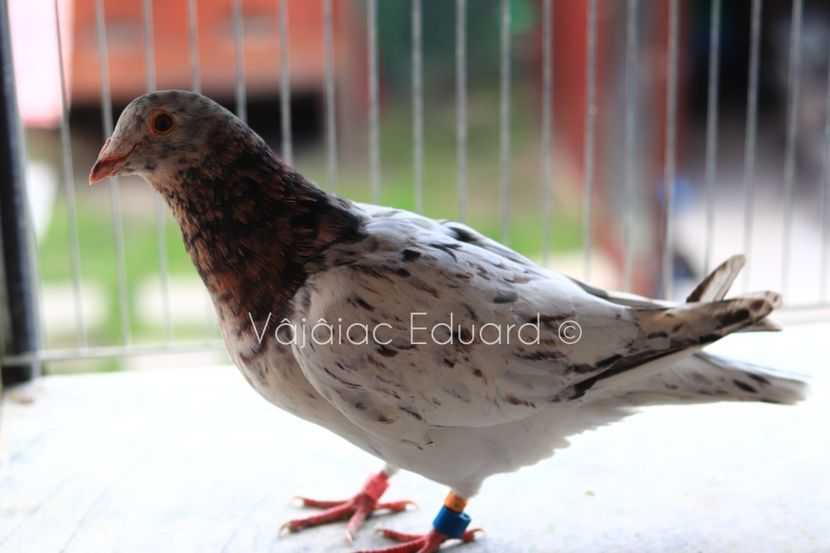 Mascul Almond RO-2020 zburat pana la 600 km in 2022 - Almond si Stipper