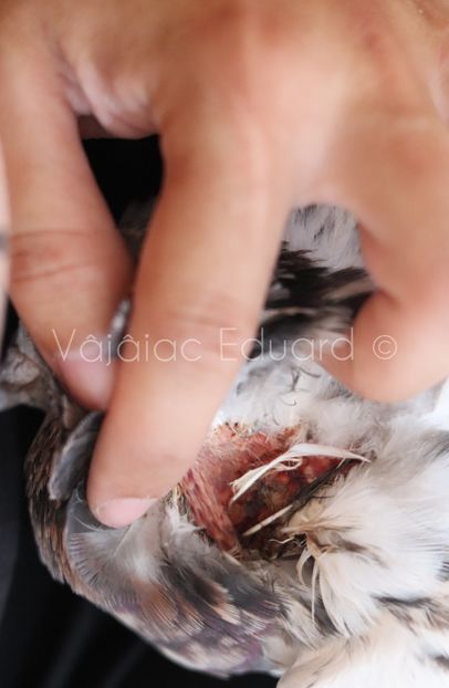 Mascul Almond RO-2020 zburat pana la 600 km in 2022 - Almond si Stipper