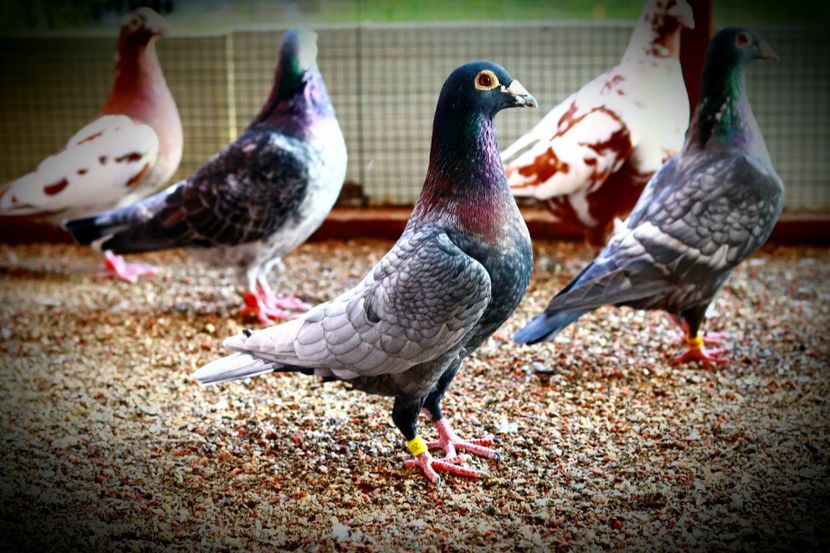 Mascul Andaluz RO-2019 - Andaluzi