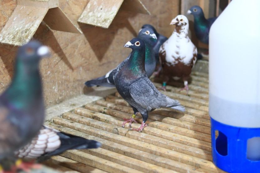 Mascul Andaluz RO-2019 - Andaluzi