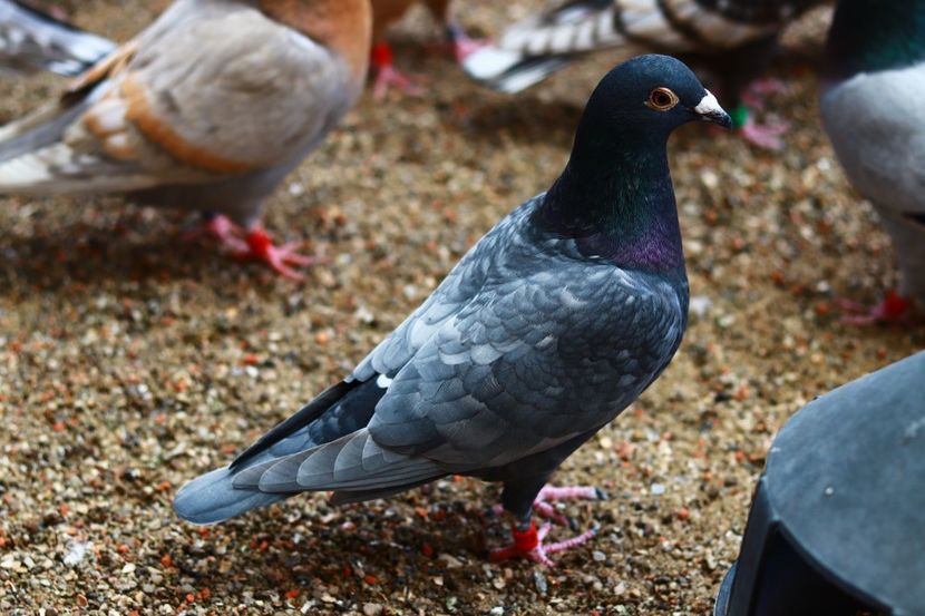 Femela Andaluza RO-2022(mama are peste 10.000 km clasati) - Andaluzi