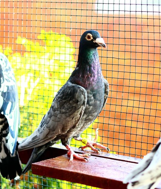 Mascul Andaluz RO-2016 - Andaluzi