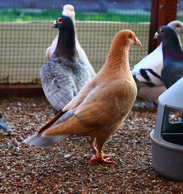 Mascul Ember Pale Gimpel Bronze RO-2021 - Gimpel Bronze