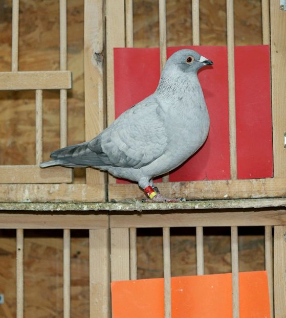 Mascul Recesiv Opal pe negru RO-2022 - Recesiv Opal