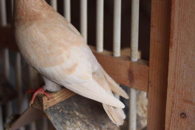 Femela Reduced Diluata pe rosu rec si Dom Opal RO-2021 - Reduced