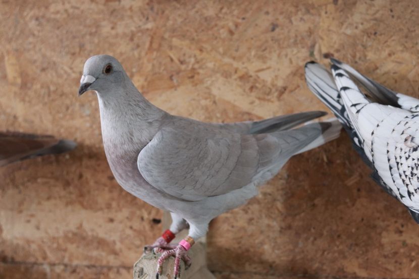 Femela Reduced pe solzat RO-2022 - Reduced