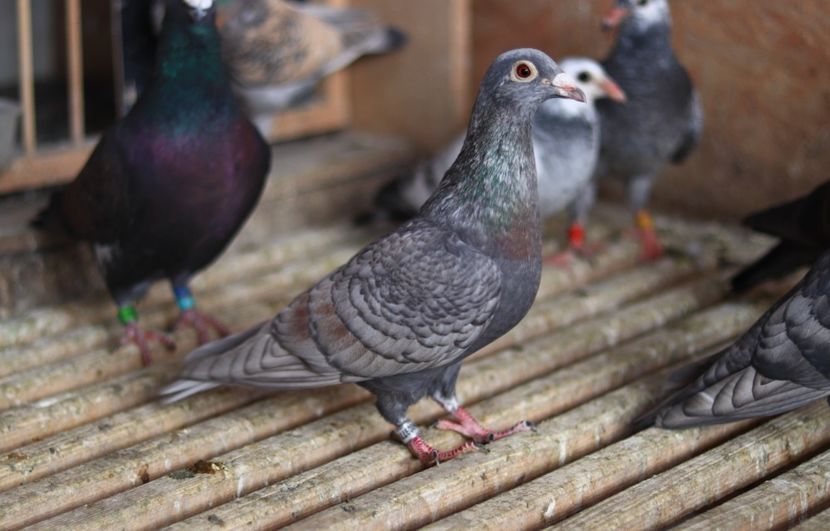 Femela Rubella pe negru NL-202 - Rubella