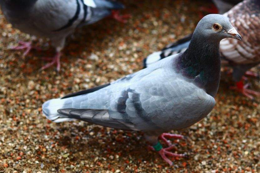 Femela Rubella Schalie RO-2018 mama lui "Rubinu" - Rubella