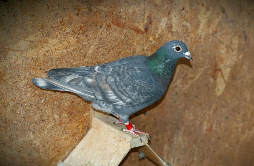 Femela Rubella pe negru RO-2022 - Rubella