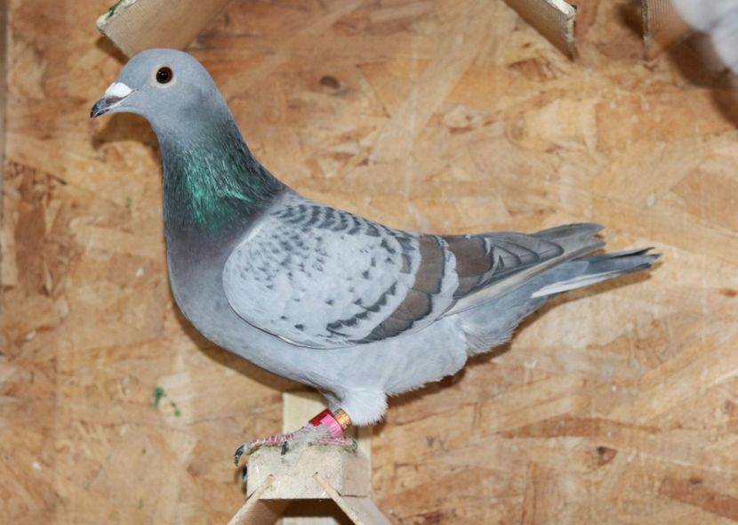 Femela Rubella pe solzat RO-2022 - Rubella