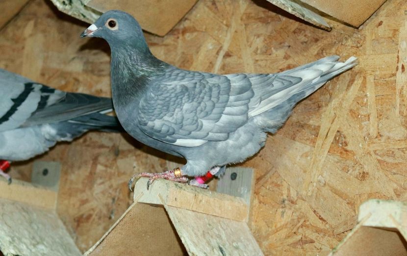 Femela Rubella pe negru RO-2022 fiica "Rubinu" - Rubella