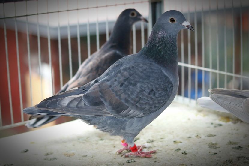 Femela Rubella pe negru RO-2022 - Rubella