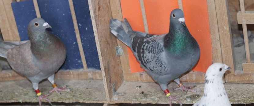 Mascul Rubella pe solzat RO-2022 - frate "Suarez" - Rubella