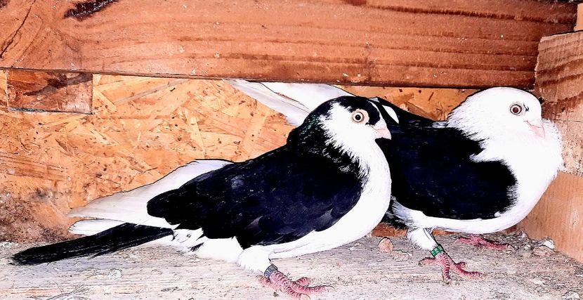 Perechea  11 - B - Perechi 2023