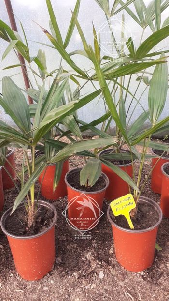 Palmier Trachycarpus Fortunei1 - Palmier TRACHYCARPUS FORTUNEI INSISPONIBIL