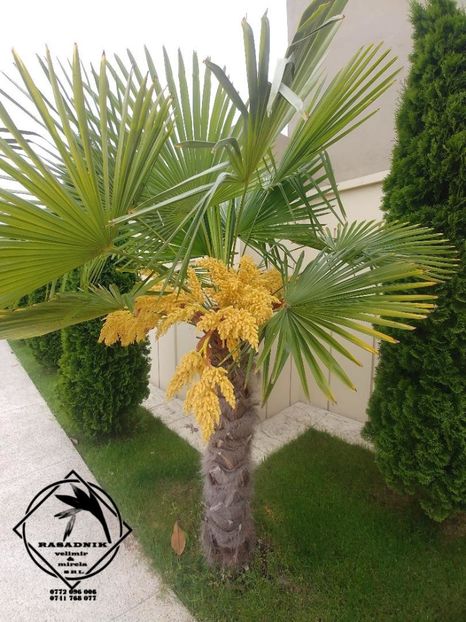 Palmier Trachycarpus Fortunei5 - Palmier TRACHYCARPUS FORTUNEI INSISPONIBIL