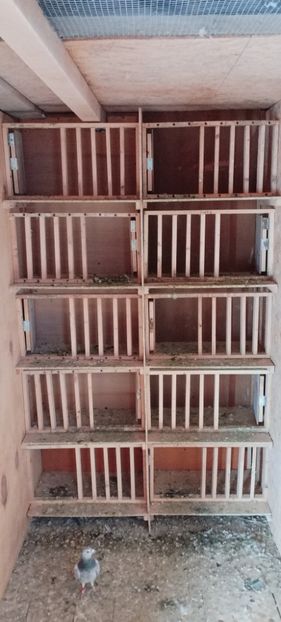  - Volieră nouă 2020