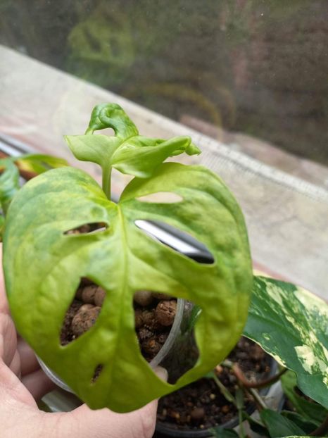 received_1153763085505650 - Ianuarie 2023