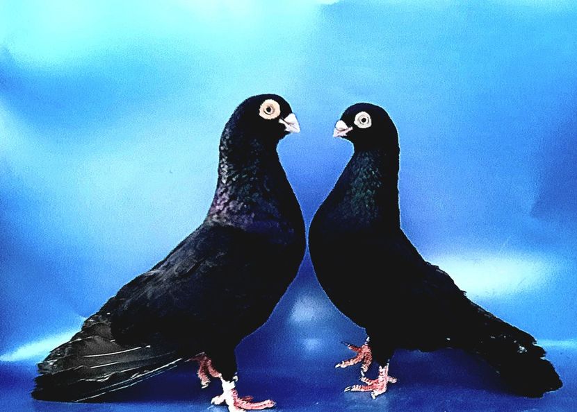 Perechea  35 - B - Perechi 2023