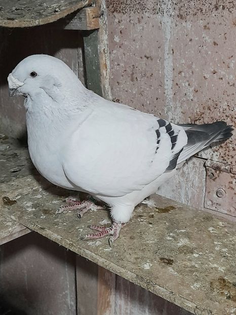 Nexon 2019 - VOIAJOR ROMANESC DE FRUMUSETE MASCULI